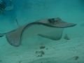 Stingray City, Grand Cayman