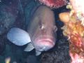 Are You Looking at me? Grouper stares back at me. Shot with a Canon SD700 with underwater housing.