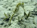 Sea Horse taken on shallow dive in Hurghada 2006.