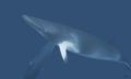 Dwarfe minke whale. GBR Australia. 3 feet under surface with EOS 20D