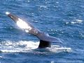 Ballena franca austral