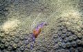 I took this macro of a Cleaner Shrimp while working my DiveMaster in Grand Cayman. I really liked the contrast of the colors between the shrimp and the coral. I used a Nikonos V with 15mm lens with sb-105 strobe.