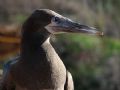 local bird name is Atobá, and was shot in a surfae interval in a beach in Fernando de Noronha. The bird is an active marine predator.