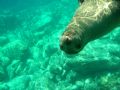 La lobera La paz BCS Mar de Cortes