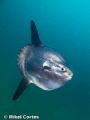 Mola mola. Here, in the Bay of Biscay, we can see them regularly during the summer.