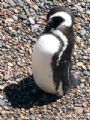 Pinguino Patagonico en la Patagonia argentina!