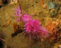 Flabellina Nudibranch