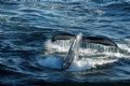 Humpbacks were surrounding the boat I was on and I managed to get my camera up in time to fire off a few shots before they all dove