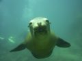 This Sea Lion was in swimming right at me. Barely had time to point & shoot. La Paz, Mexico '06.