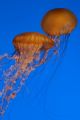 Monterey Bay Aquarium Jelly Fish, Nikon D100 no flash.