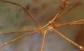 Arrow Crab in Vase Sponge