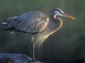 Great Blue Heron at Sunrise