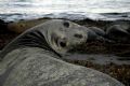 These rare animals are making a comeback on some of the islands off the West coast of Mexico.I was lucky to see several large groups of elephant Seals on a trip to a remote island