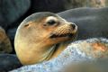 Sea Lion in Galapagos Islands taken in July '06 with Nikon D70 AND 70-300 zoom.