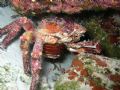 Maria La Gorda,Cuba
Voyeur King Crab (Cangrejo rey Voyeur)
This place is amazing only two diving boats at the resort, nearest town is located 1hr drive Have never seen a one clamp King Crab doing this open up his belly and show off its gills