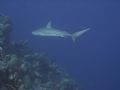 Reef Shark in the Turks & Caicos with Canon SD700