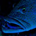 Grand Cayman Sunset Reef 2006 - Cleaning station! This was a HUGE snapper with two cute little coral shrimp cleaning out its mouth!