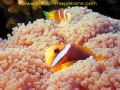 Clown fish