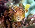 Christmas Tree Worms just hanging out - olympus 8080 - natural light