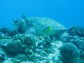 Cruising the current at Tortugas reef, MX we see a Hawksbiil turtle, 2 french angles and what appears to be a couple Azure damsel fish.