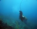 Mating Spotted Eagle Rays, Dive site: Depalm Island Slope, Aruba