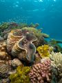 Giant clam (Tridacna gigas) amongst corals. Taken with Nikon D70 in Nexus housing with Inon Z-220S strobe for fill-light.