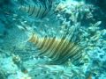 lion fish take in aqaba at japnses gurden.by sony-shot