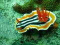 Nudibranch, Photo was taken at 45 feet deep. I used a Nikon Coolpix 7900 with a Fantasea CP-7 U/W Housing.