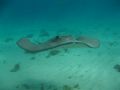 A happy southern stingray