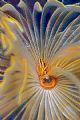 a small fish in a fan tube worm; Nikon N80, 100mm, 2 strobes