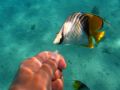 Self Shot this butterfly fish coming in to investigate possible treats..
Canon Powershot A520 with Canon Housing