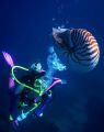 Diver with a Nautilus, photo taken at Manado, Indonesia.