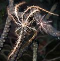 Swimming Crinoid
Babylon - Grand Cayman @ 90feet