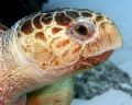 Hawksbill turtle hanging on the edge at Abaco Bahamas - taken with olympus c-8080