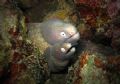 Close Up Shot On Two headed White Eye Moray Eel.