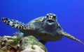 I waited for this turtle hiding behind a coral head and took the shot at the same time the turtle saw me... It looks like I suprised it, or perhaps is saying hello! Olympus C5050Z