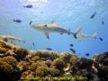 Grey sharks at Manihi Atoll - Tuamotu archipelago