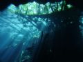 A look up at the jungle from a dive in the Chac Mool cenote (sinkhole). Dome port used.