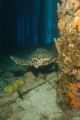 This was as i was rounding one of the pillars under the town pier in Bonaire