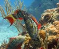 Stoplight Parrotfish (Initial Phase), Natural Light, White Balance adjusted at depth for conditions, Cozumel, Mx - Site-Yucab