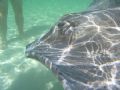 Stingray, Grand Cayman, Oct 2006