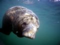 Calf manatee @ Crystal River, Florida.