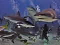 Shark dive near Nassau, Bahamas