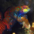 Pucker up buttercup!! Mandarinfish in Malapascua, Philippines.