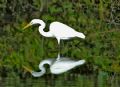 Great Egret hunting in the Mangroves of the Florida Keys.