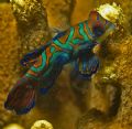 Mandarin Fish on Mandarin Fish Wall, Yap.