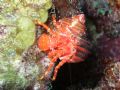 Cangrejo Ermitaño, night dive with Nikon Cooplix 4800 in Ikelite Housing and Inon UCL165 macro lens, since i do not have strobe I use my PCa light as complementary lighting source to the camera flash