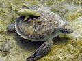 This turtle was grazing on the sea-weed pasture. Image taken in shallow water without strobe. Marsa Alam, Egypt.