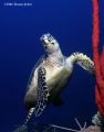 Hawksbill turtle