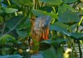 One of Florida's Iguanas hanging out on the New River (an branch of the Intercoastal Waterway) in Ft. Lauderdale FL.